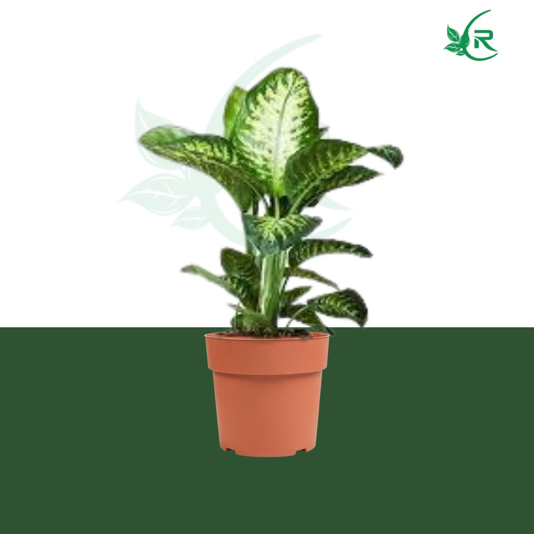 &quot;Tropic Snow&quot; plant typically refers to a variety of Dieffenbachia,