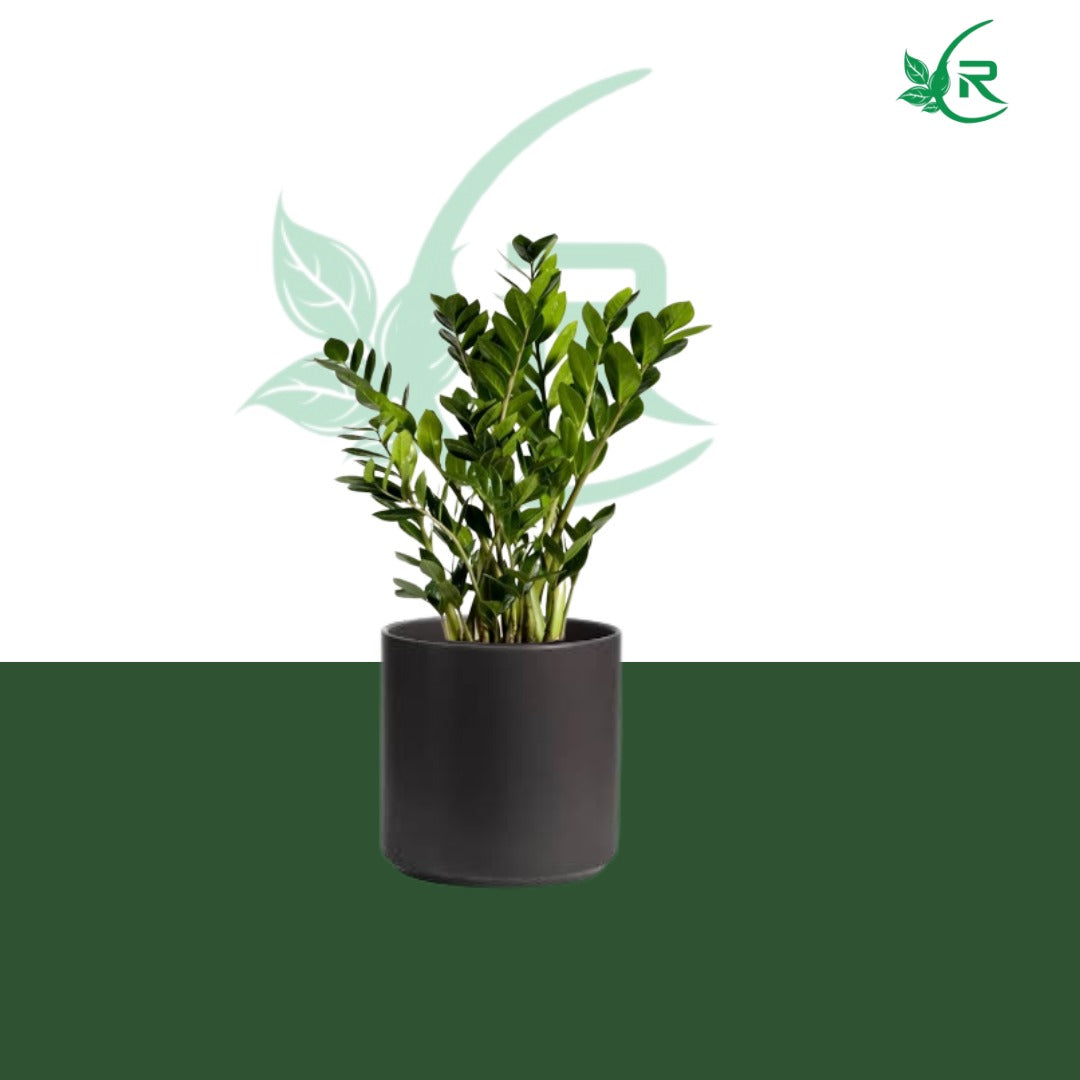 Zamia plant, also known as ZZ plant (Zamioculcas zamiifolia),