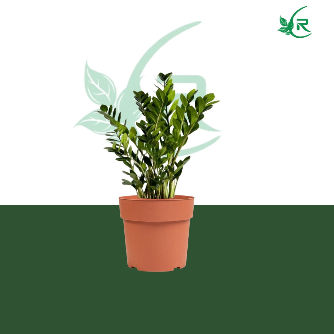 Zamia plant, also known as ZZ plant (Zamioculcas zamiifolia),