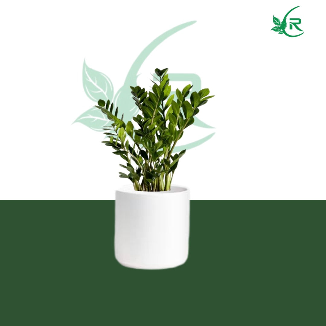 Zamia plant, also known as ZZ plant (Zamioculcas zamiifolia),