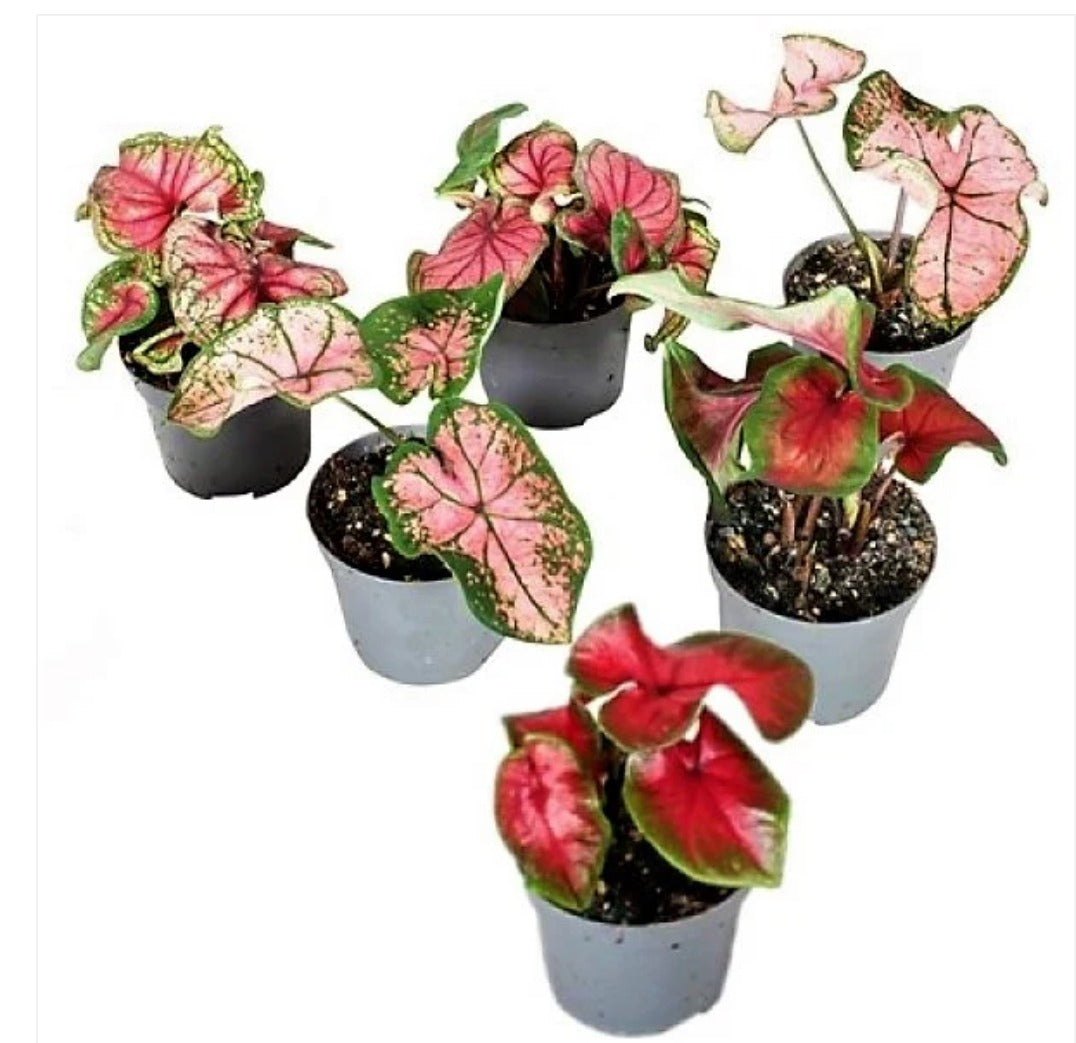 Angel Wings, Caladiums (20 to 30cm)