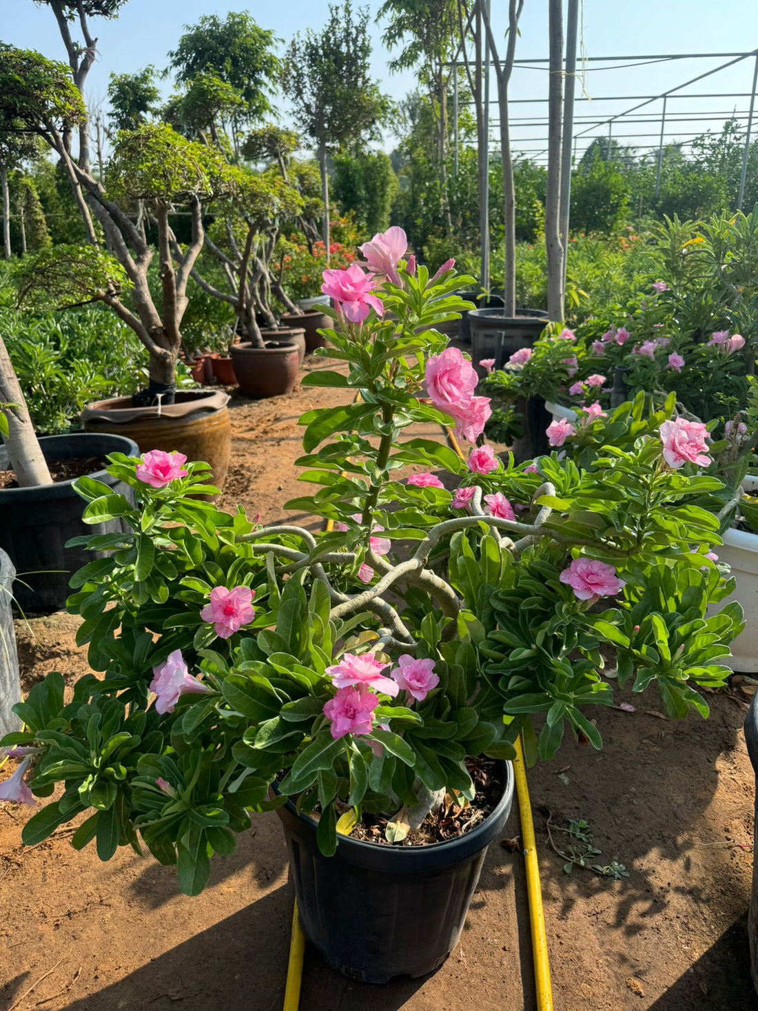 Desert Rose (Adenium obesum)(60 to80cm)