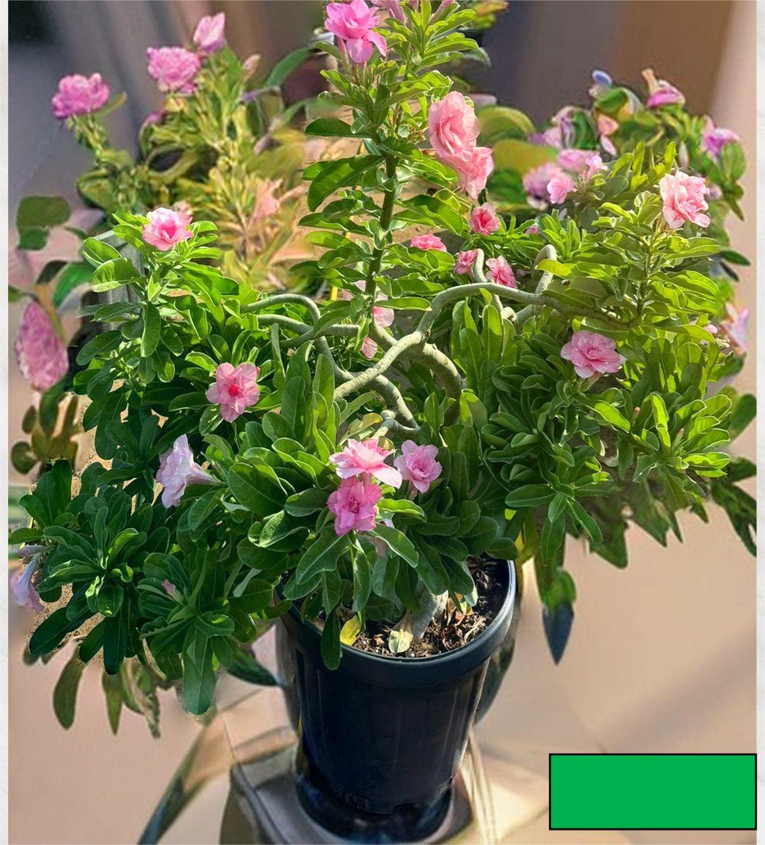 Desert Rose (Adenium obesum)(60 to80cm)