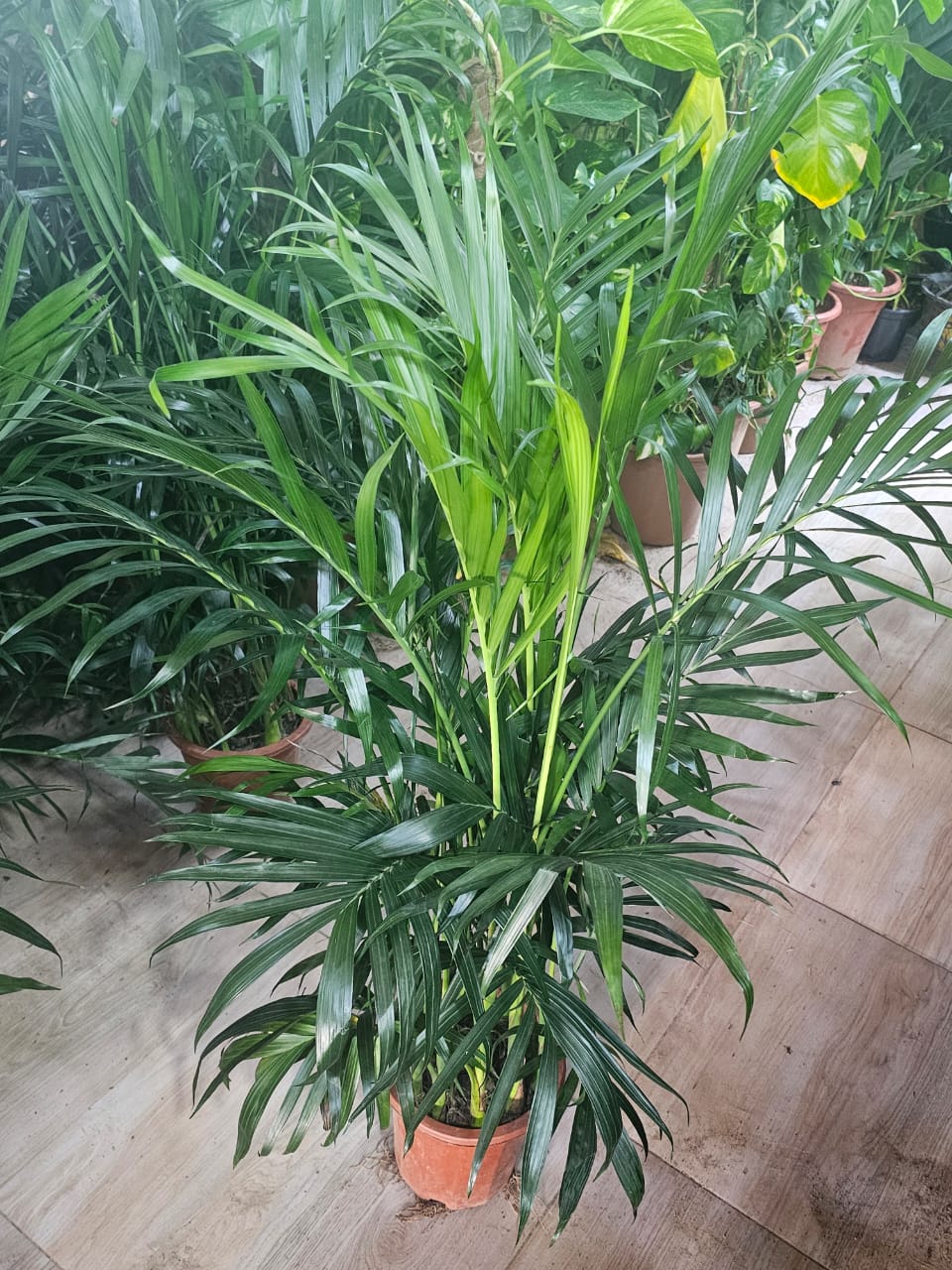 Areca Palm (Mini) (90 cm to 1 meter)