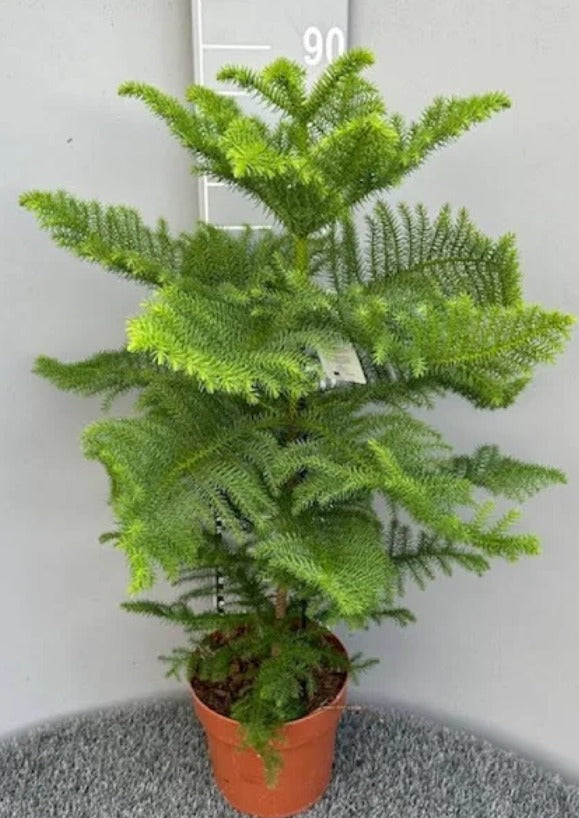 Araucaria Heterophylla Indoor “Norfolk Island Pine”