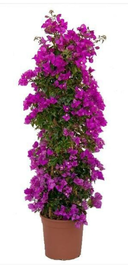 Bougainvillea spectabilis