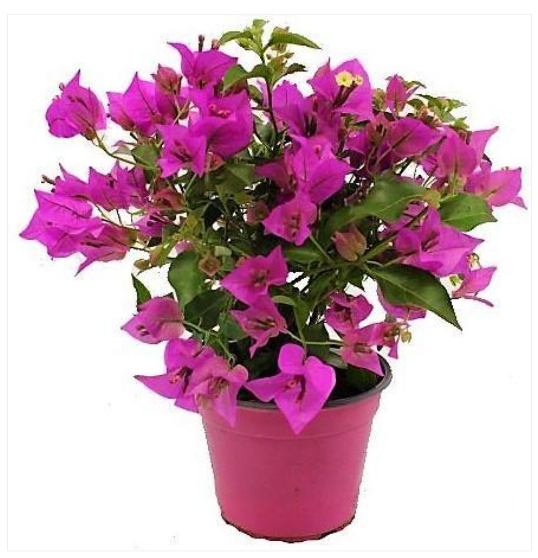 Bougainvillea spectabilis