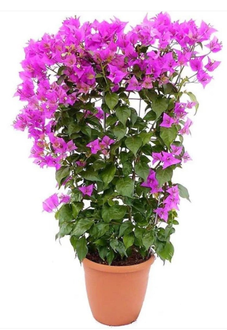 Bougainvillea spectabilis