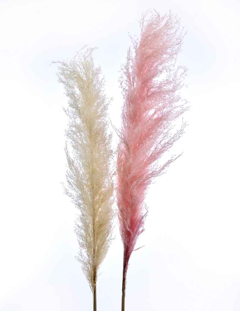 Dried Reed Pampas Grass Pink-LWA080