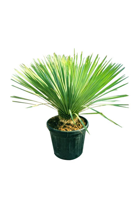 Yucca Rostrata -(Beaked Yucca)