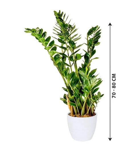 Zamioculcas plant 