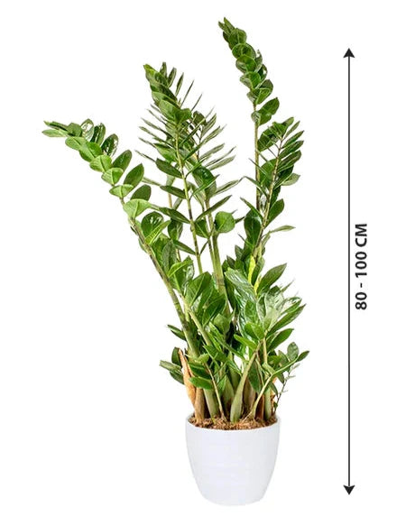 Zamioculcas plant 