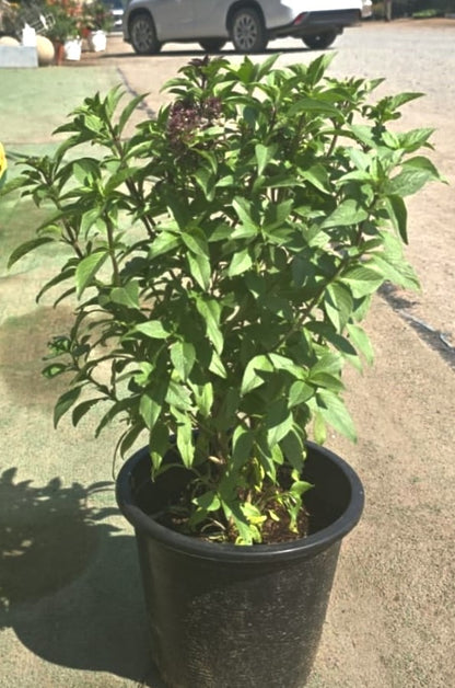 Ryhaan , Persian Basil(Ryhaan)hight 30 to 40cm