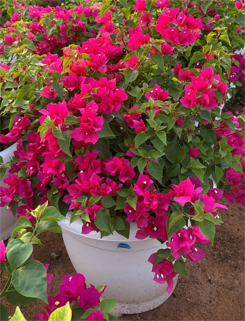 Bougainvillea Single Head