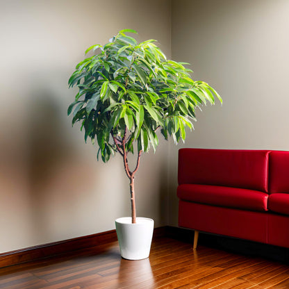 Ficus Amstel King 