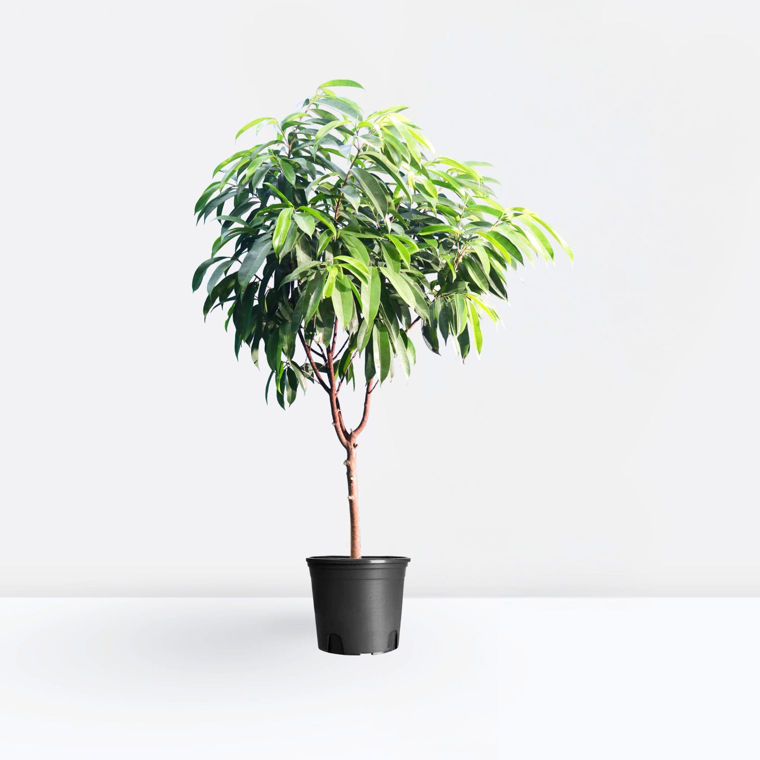 Ficus Amstel King 