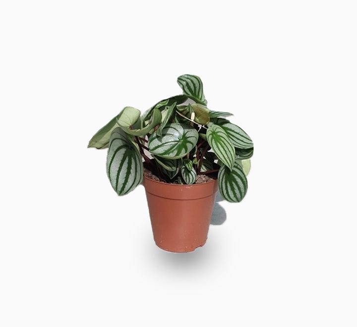 Peperomia argyreia