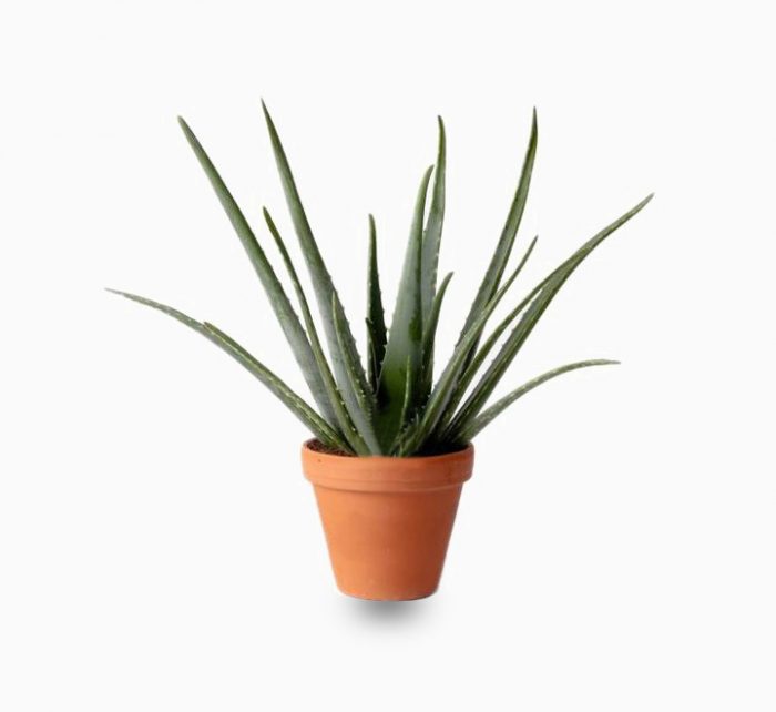 Aloe vera, Medicina Aloe, Savila