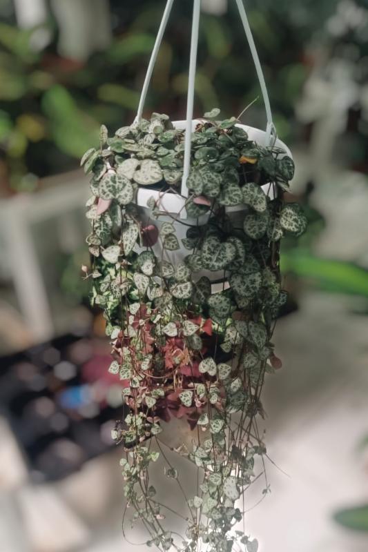 CEROPEGIA WOODII OR STRING OF HEARTS “VARIEGATED” HANGING