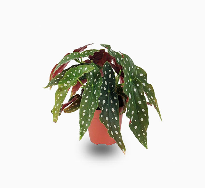 Begonia maculata 