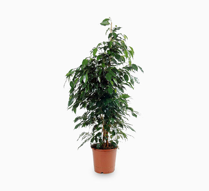 Ficus benjamina indoor plant