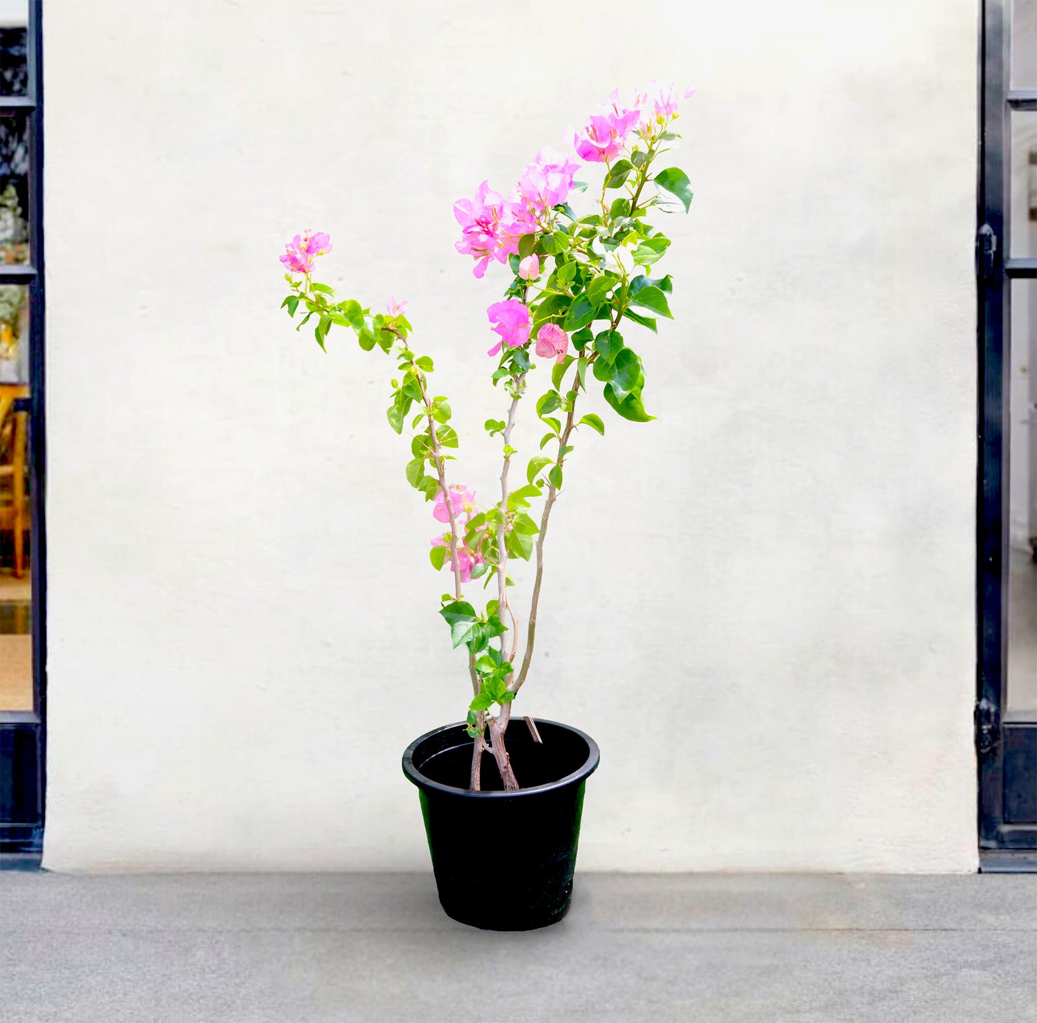 Bougainvillea Cocoice