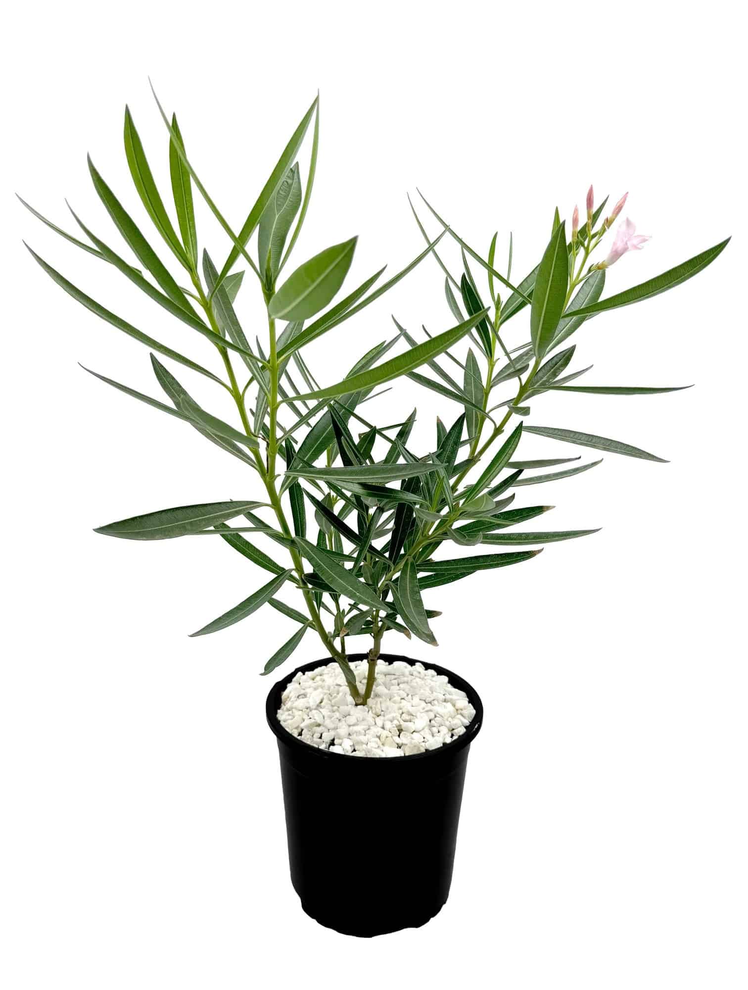 buy nerium oleander