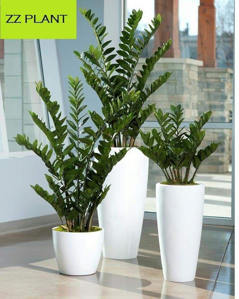 Combo Plants Bundle of 3 Pieces | Indoor Plants |Ceramics Pots Plants| Office Plants | Home Plants |