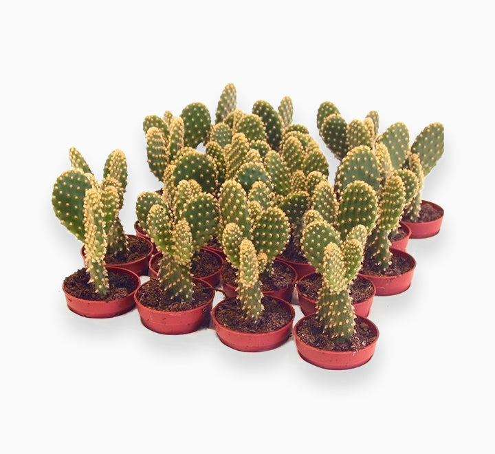 Cactus Opuntia or Bunny Ears 5-8cm