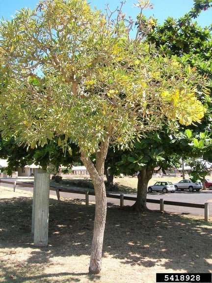 Caribbean Trumpet Tree