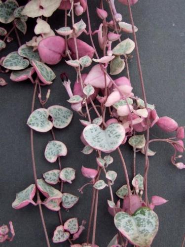 CEROPEGIA WOODII OR STRING OF HEARTS “VARIEGATED” HANGING