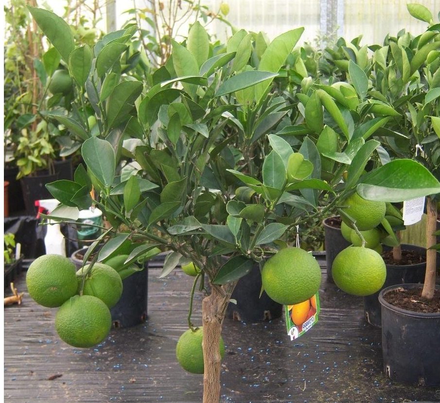 Citrus Tree