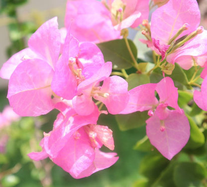 Bougainvillea Cocoice