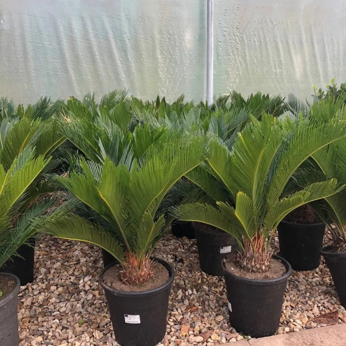 Cycas revoluta (Japanese Sago Palm, King Sago Palm, Sago Cycas, Sago Palm)