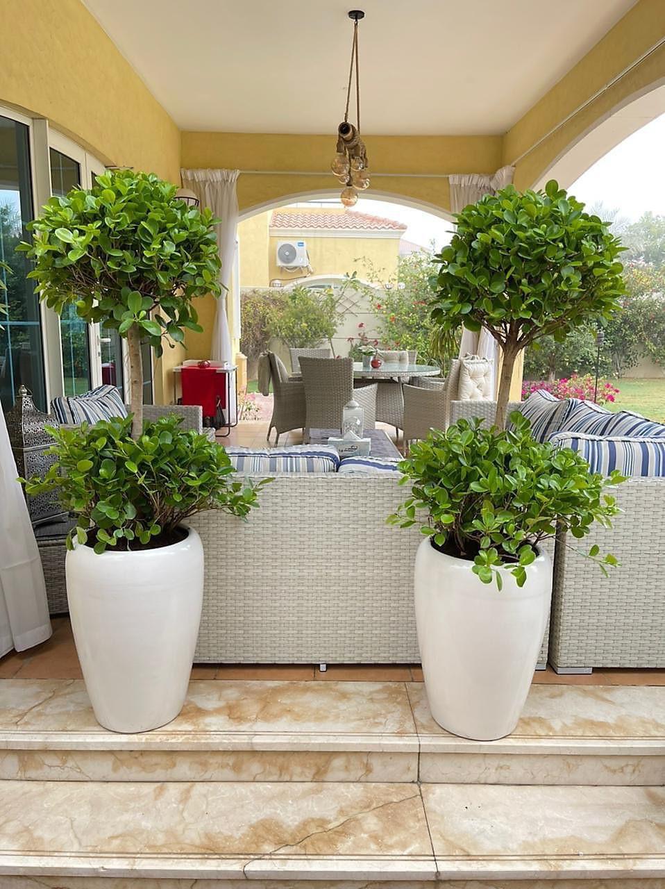 Combo Plants Bundle of 2 Pieces | Outdoor Plants |Ceramic Plants| Office Plants | Home Plants