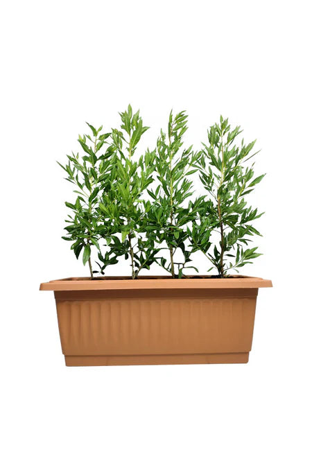 Damas in Rectangular Plastic Pot (Well Potted Plants)