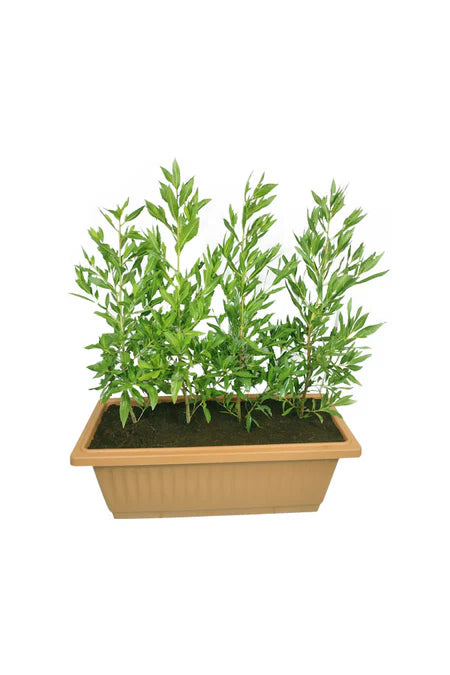 Damas in Rectangular Plastic Pot (Well Potted Plants)