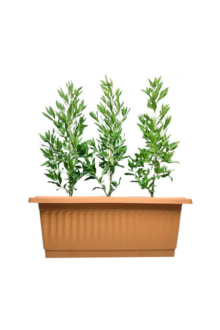 Damas in Rectangular Plastic Pot (Well Potted Plants)