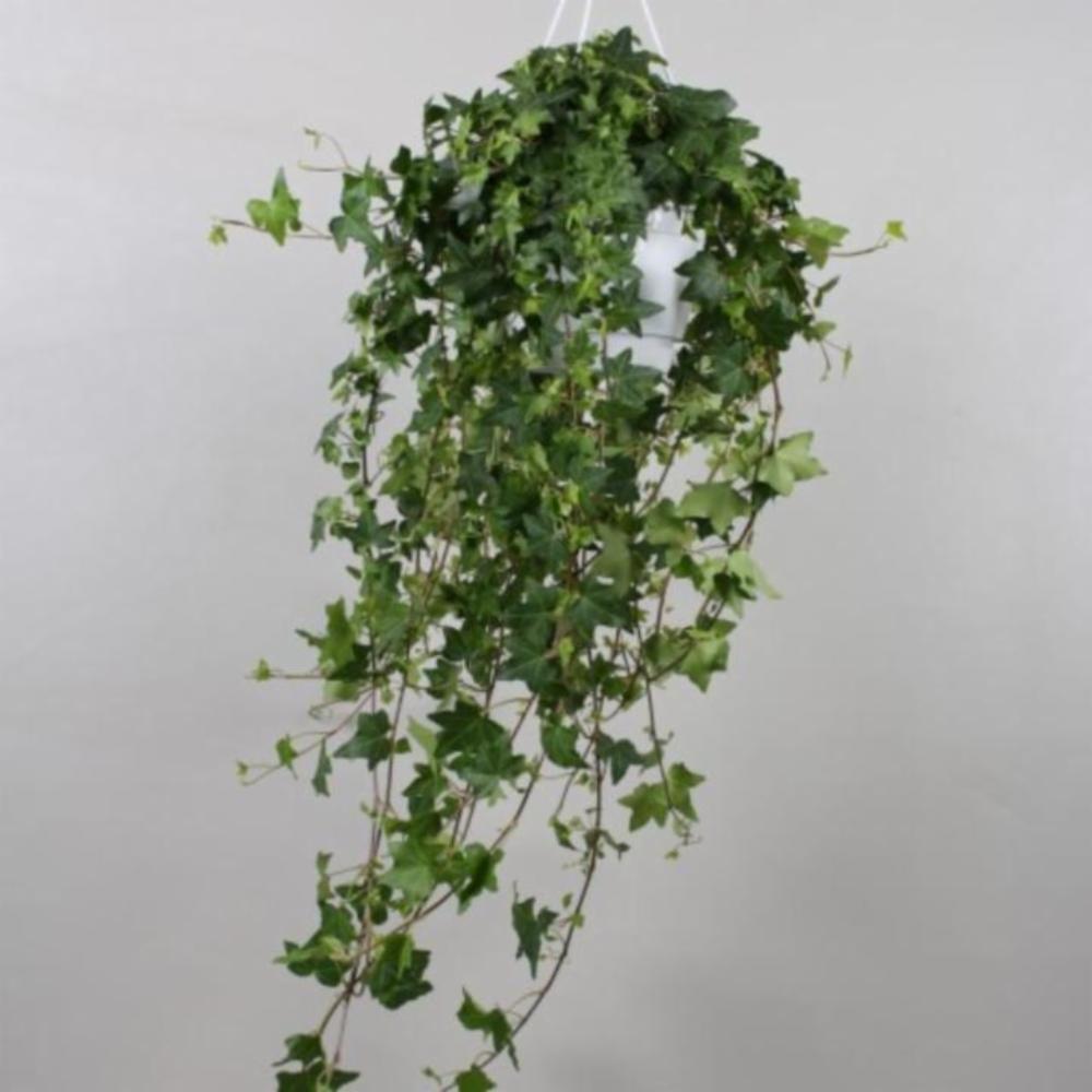 HEDERA HELIX OR ENGLISH IVY