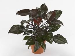 Philodendron &