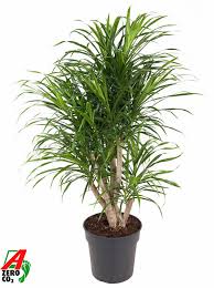 Dracaena Anita Variegata Twisted Triangle (90-100cm)