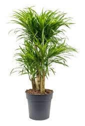 Dracaena Anita Variegata Twisted Triangle (90-100cm)