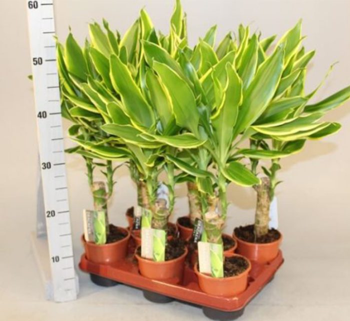 Dracaena fragrans “Golden Coast”