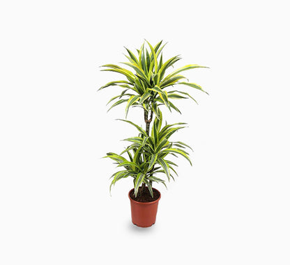 Dracaena fragrans “Golden Coast”