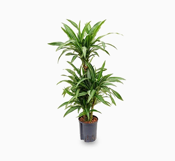 Dracaena fragrans deremensis “Ulises”