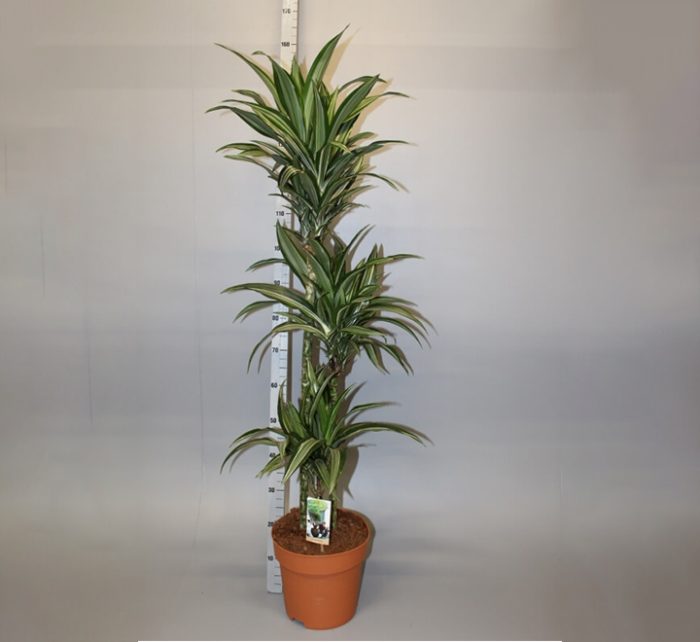 Dracaena fragrans deremensis “Ulises”