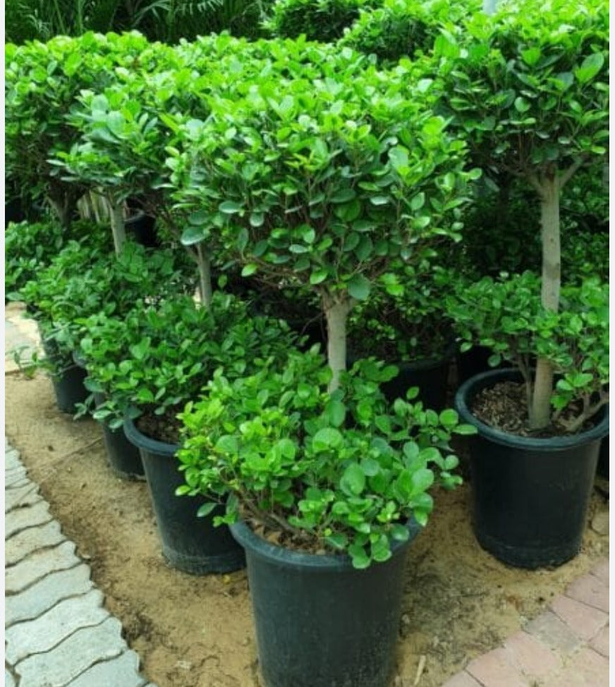 Well Potted Plants (Ficus panda two step with white ceramic pot)