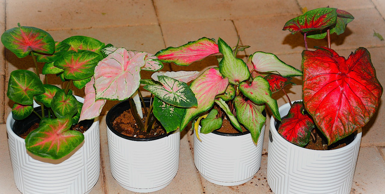 Colorful Caladium Gift 4 Pieces | Indoor Plants |Ceramic Plants| Office Plants | Home Plants