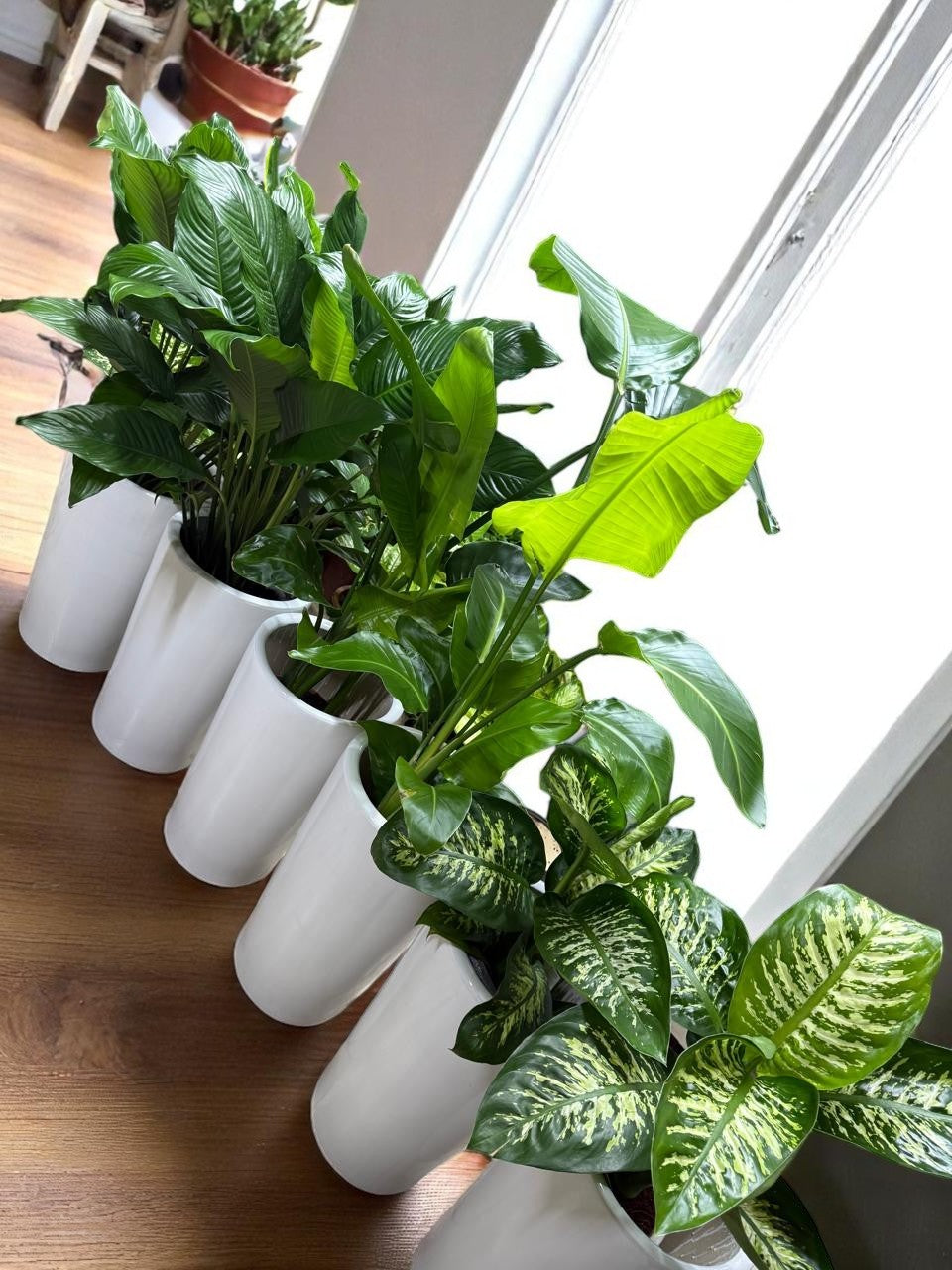Combo Plants Bundle of 6 Pieces | Indoor Plants |Ceramic Plants| Office Plants | Home Plants