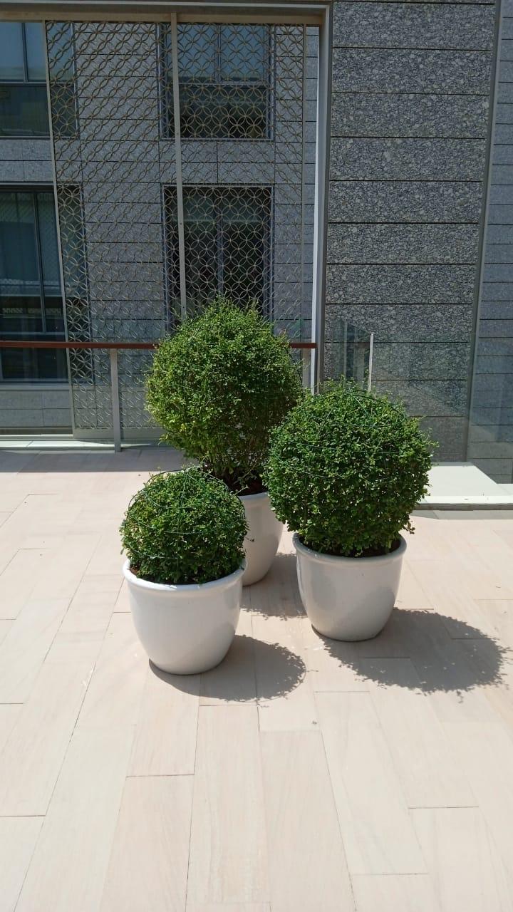 Combo Plants Bundle of 3 Pieces | Outdoor Plants |Ceramic Plants| Lawn Plants | Home Plants